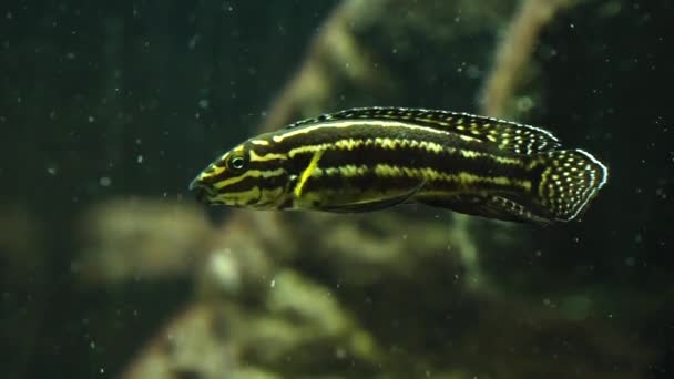 デマソニの魚のクローズアップラウンドと彼の背のフィンを持ち上げる — ストック動画