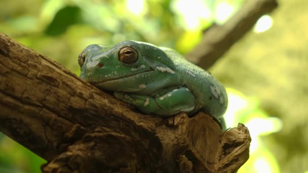 黄金の目のカエルは枝の上に座ってゆっくりとしたズームで呼吸 — ストック動画