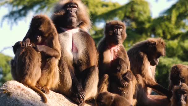 Großaufnahme Einer Gruppe Blutender Affen Die Einem Sonnigen Tag Auf — Stockvideo