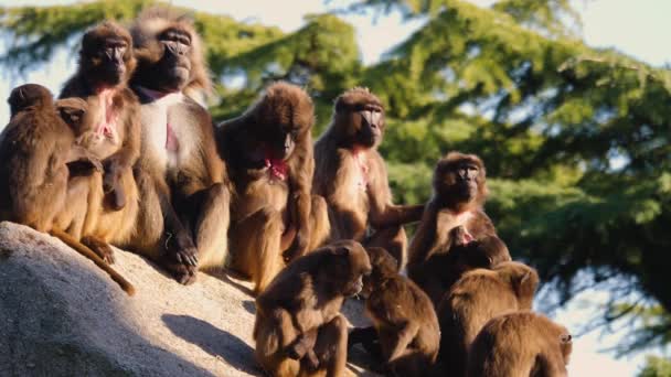 Detailní Záběr Krvácení Srdce Opice Skupina Sedí Skále Slunečného Dne — Stock video