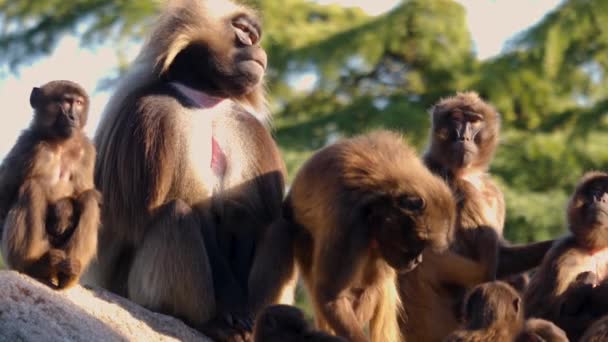在阳光灿烂的日子里 坐在岩石上的一群热泪盈眶的小猴子的近照 — 图库视频影像