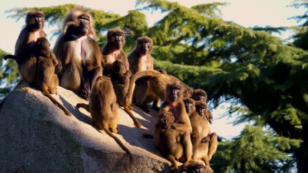 Close Bleeding Heart Monkey Group Sitting Rock Sunny Day — Stock Video