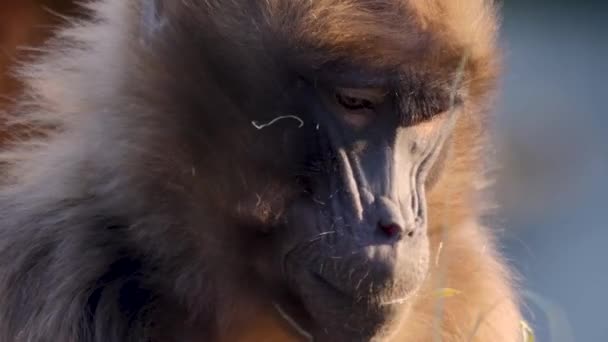 Close Sangramento Macaco Coração — Vídeo de Stock