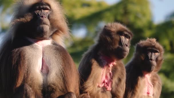 Blisko Grupy Krwawiących Małp Serce Siedzi Skale Słoneczny Dzień — Wideo stockowe