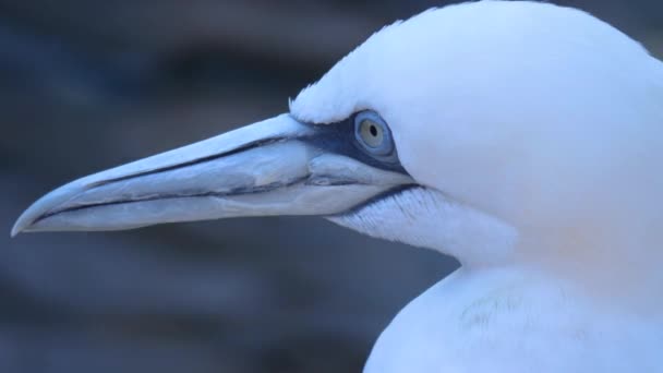 Primo Piano Della Testa Gannet Accanto All Acqua — Video Stock