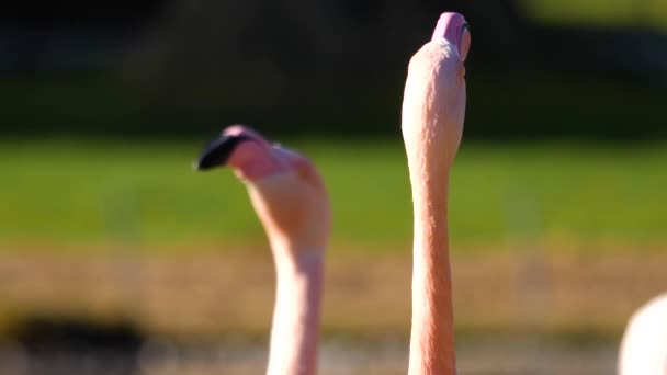 Primer Plano Flamencos Girando Cabeza Con Foco Rack Adelante Hacia — Vídeos de Stock