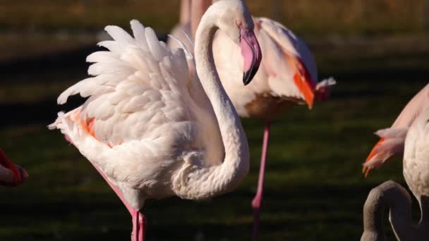 Close Flamingos Turning Heads — Stock Video