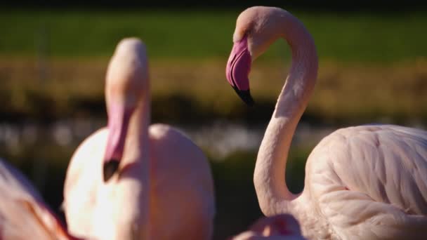 Close Flamingos Turning Heads — Stock Video