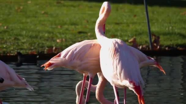 Close Flamingos Turning Heads — Stock Video