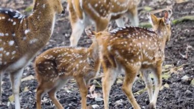Genç Axis geyiğine yaklaş. 