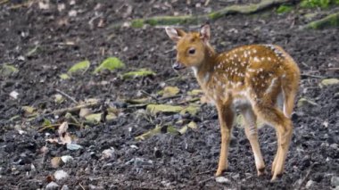 Genç Axis geyiğine yaklaş. 