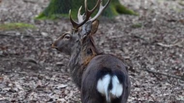 Sonbaharda ormandaki sika geyiğine yaklaş.