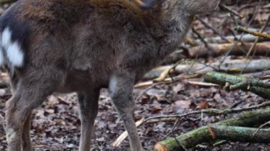 Sonbaharda ormandaki sika geyiğine yaklaş.