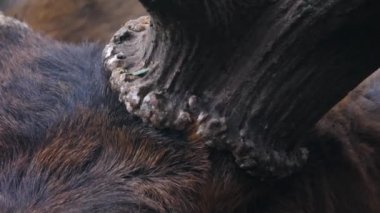 Geyik boynuzlarını ve kafasını kapatın. 