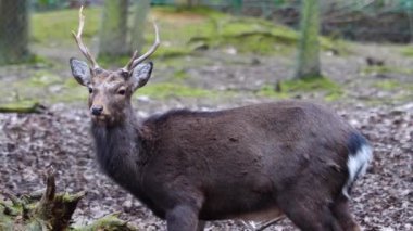 Sika geyiğine yaklaş 