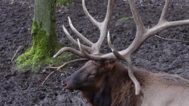 Geyik boynuzlarını ve kafasını kapatın. 