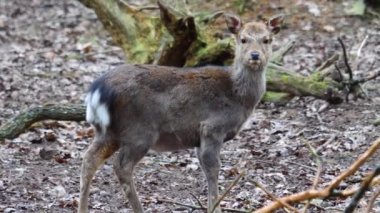 Sika geyiğine yaklaş 