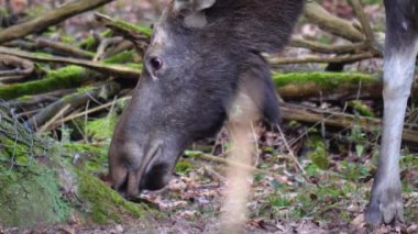 Dişi geyiklerin yeri koklamasını ve çekip gitmesini..