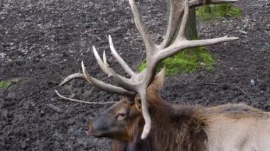 Geyik boynuzlarını ve kafasını kapatın. 