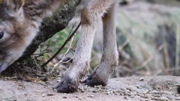 Close Van Jonge Grote Hoorn Schaap Mouflon — Stockvideo