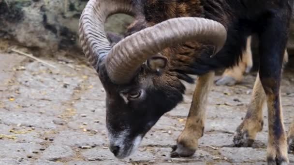 Close Big Horn Sheep Mouflon — Stock Video