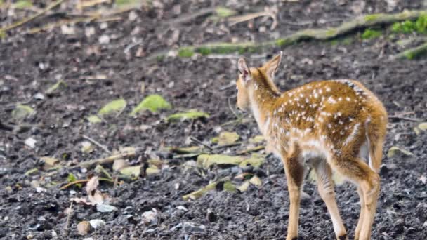 Close Young Axis Deer — Stock Video