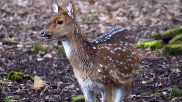 Close Young Axis Deer — Stock Video