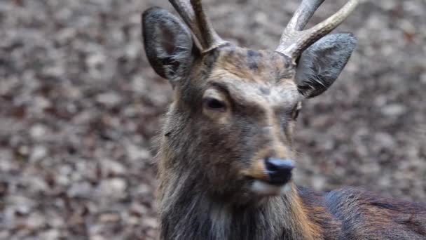 Primo Piano Dei Cervi Sika Nei Boschi Autunno — Video Stock