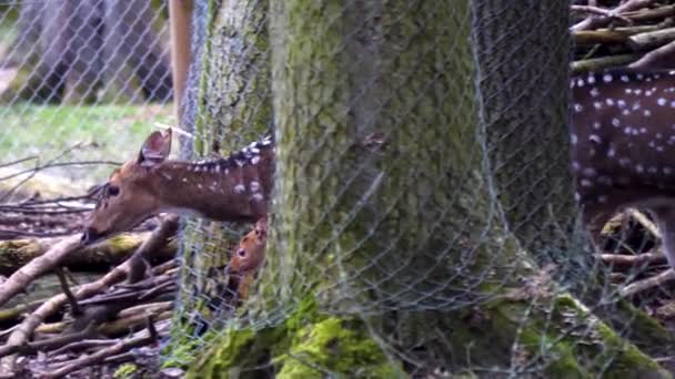 Gros plan sur les cerfs de l'Axe 