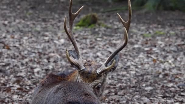 Gros plan du cerf sika dans les bois en automne