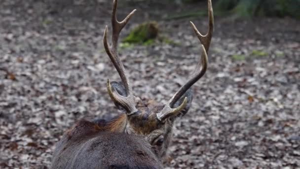 Close Veados Sika Floresta Outono — Vídeo de Stock