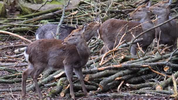 Primo Piano Dei Cervi Sika Nei Boschi Autunno — Video Stock