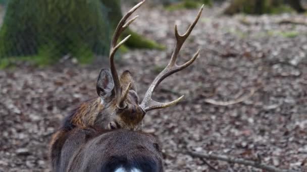 Gros plan du cerf sika dans les bois en automne