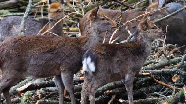 Primo Piano Dei Cervi Sika Nei Boschi Autunno — Video Stock