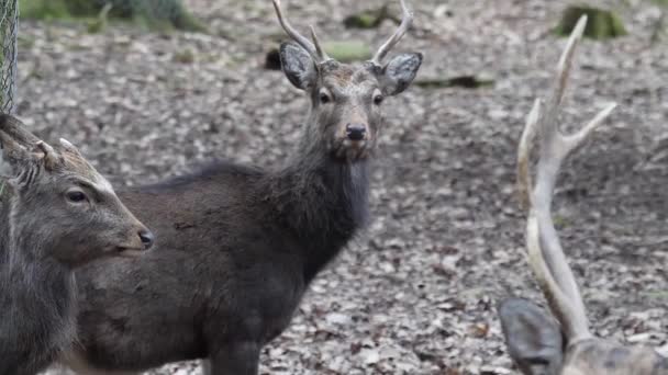 Gros plan du cerf sika dans les bois en automne