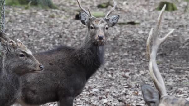 Close Van Sikaherten Het Bos Herfst — Stockvideo