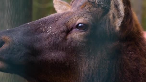 Close Elk Wapiti Deer Head Licking His Nose — Stock Video