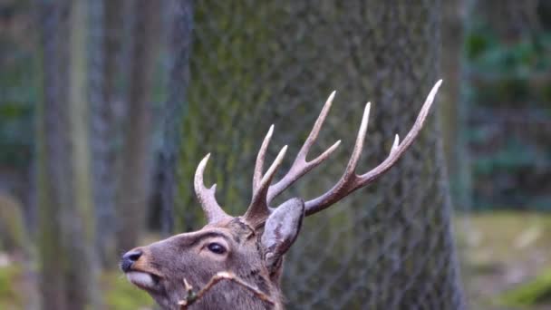 Gros Plan Cerf Sika Dans Les Bois Automne — Video