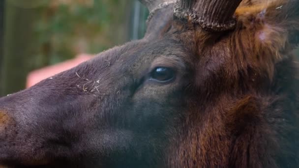 Acercamiento Cuernos Ciervo Wapiti Alce Cabeza — Vídeos de Stock