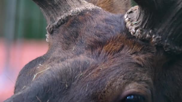 Gros plan de wapiti wapiti bois de cerf et sa tête 