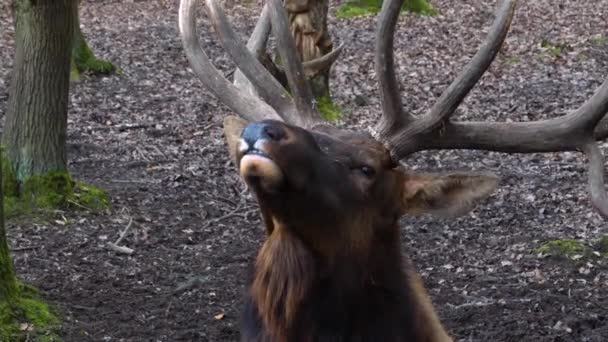 Närbild Älg Wapiti Rådjur Horn Och Hans Huvud — Stockvideo