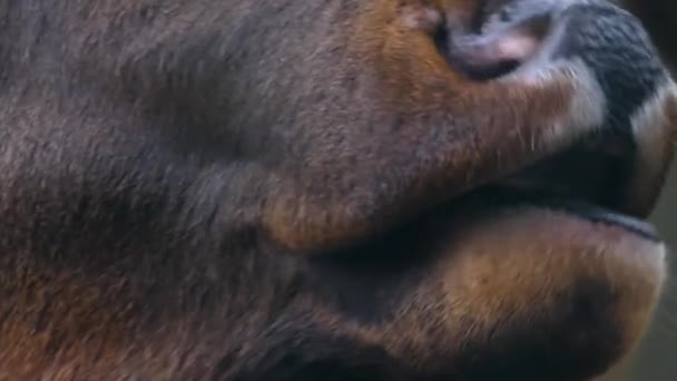 Gros Plan Wapiti Wapiti Bois Cerf Tête — Video