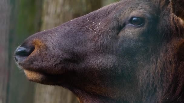 Close Elk Wapiti Deer Antlers His Head — Stock Video