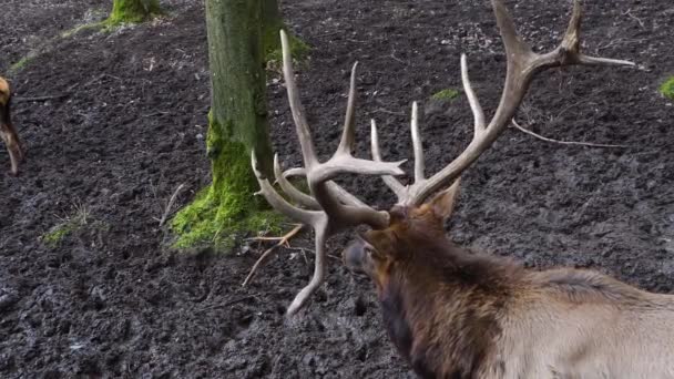 Dekat Kijang Rusa Wapiti Elk Dan Kepalanya — Stok Video