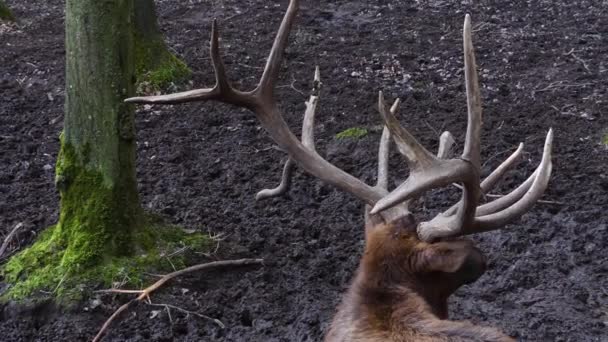 Gros plan de wapiti wapiti bois de cerf et sa tête 