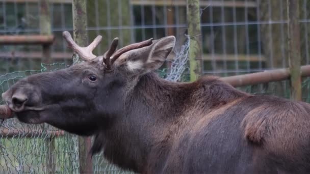 Close Male Moose — Stock Video