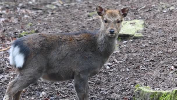 Close Sika Deer — Stock Video