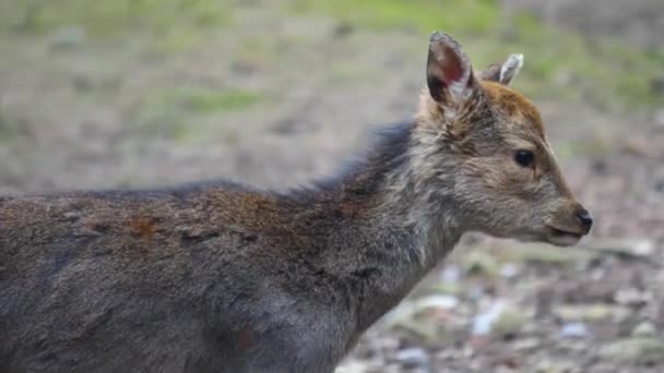 Sluiten Van Sika Herten — Stockvideo