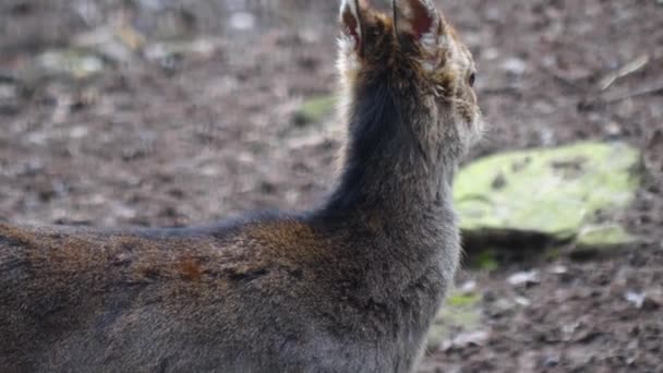 Κοντινό Πλάνο Του Ελάφια Sika — Αρχείο Βίντεο