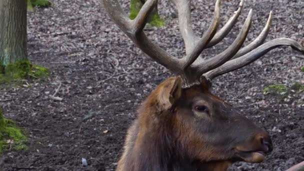 Acercamiento Cuernos Ciervo Wapiti Alce Cabeza — Vídeos de Stock